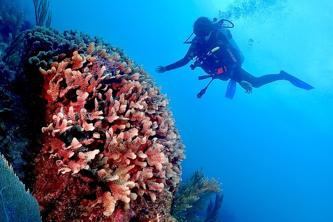 Tulum Diving (Reef) 2 Tanks - What the $191.16 price really covers