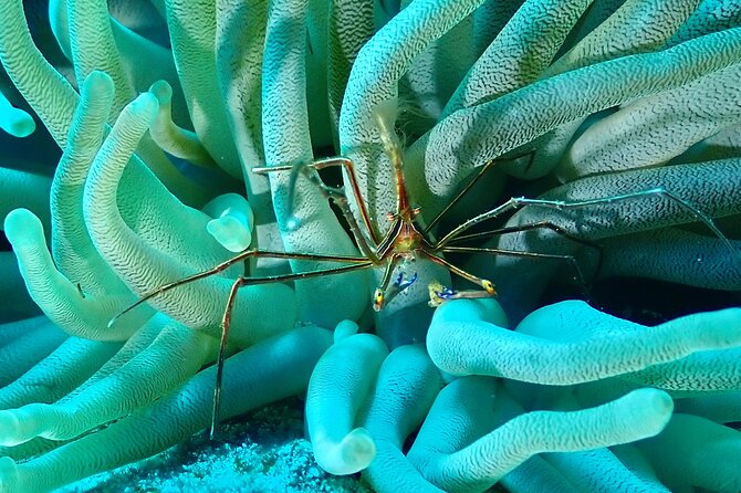 Tulum Diving (Reef) 2 Tanks - Practical details that affect your morning