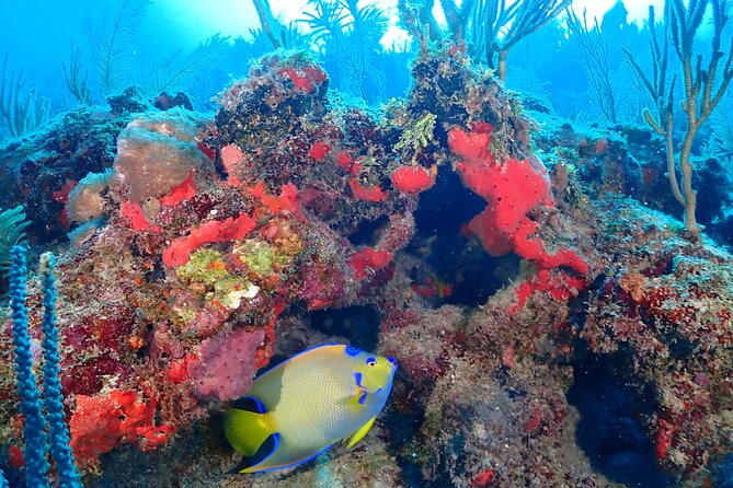 Tulum Diving (Reef) 2 Tanks - Should you book the Mexidivers reef outing?