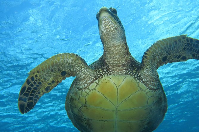 Turtle & Shark Scuba Dive in Lahaina: Certified - How the experience suits different ability levels