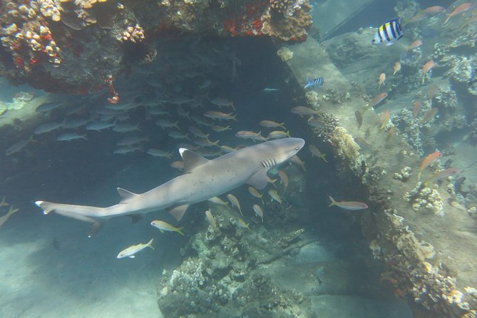 Turtle & Shark Scuba Dive in Lahaina: Certified - Timing your Maui plans around the session