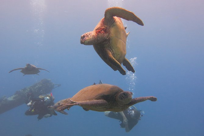 Turtle & Shark Scuba Dive in Lahaina: Certified - What to bring and what to expect physically