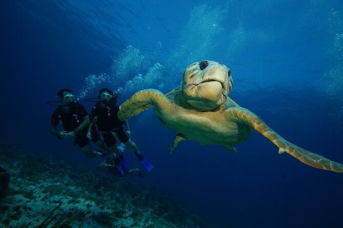 Two Dives and Class for Begginers Divers in Cancun - Manchones Reef brings the natural color