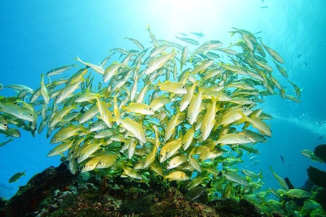 Two Dives and Class for Begginers Divers in Cancun - Learning the basics before open water