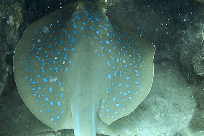 Two Fun Dives for Certified Divers in Koh Kood or Koh Rang - What your six-hour morning looks like