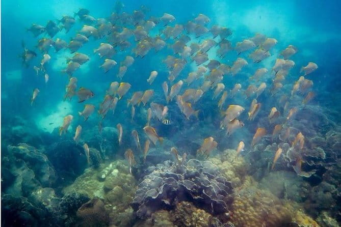 Two Fun Dives for Certified Divers in Koh Kood or Koh Rang - How the organization affects your day