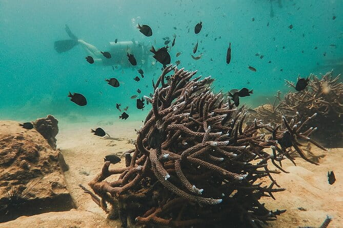Two Fun Dives for Certified Divers in Koh Kood or Koh Rang - The underwater experience and its limits