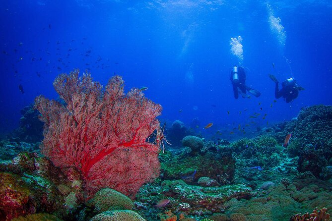 Two fun dives morning trip (Certified Divers only) - Key details before you book
