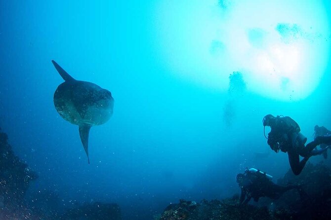 Two fun dives morning trip (Certified Divers only) - A 7:00 am start at Purple Dive Penida
