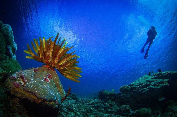 Two fun dives morning trip (Certified Divers only) - What you might see below the surface