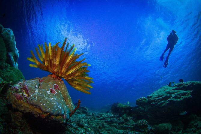 Two fun dives morning trip (Certified Divers only) - The guide makes the small group count