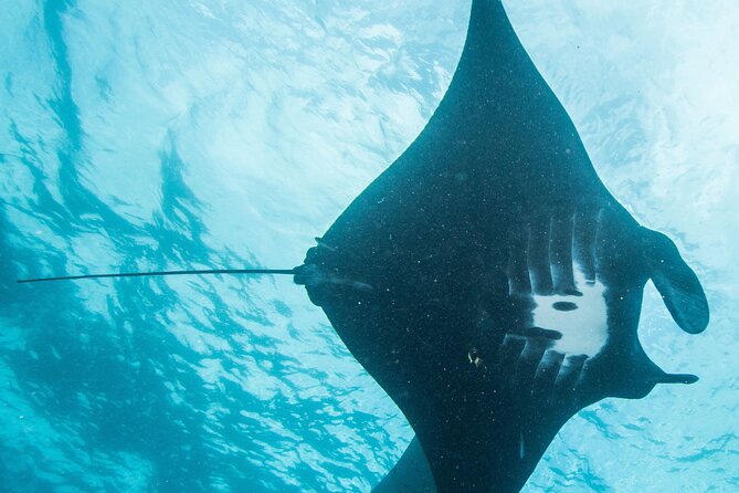 Two fun dives morning trip (Certified Divers only) - Four hours on the boat, two sites underwater