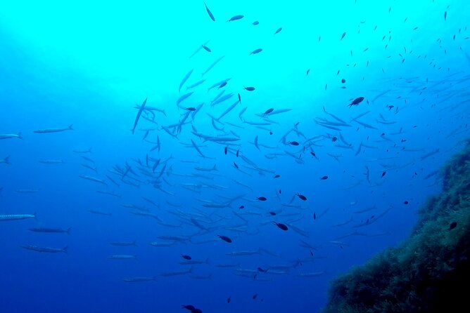 Two Morning Dives in Gozo for Certified Diver - Who will enjoy this most