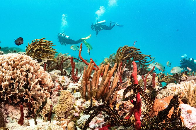 Two reef discovery dives with professional instructor (no experience necessary) - Lunch break and the change from pool to sea