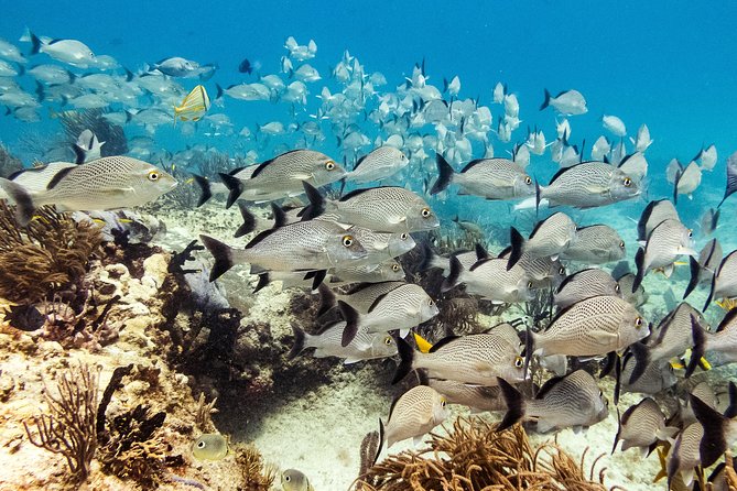 Two reef discovery dives with professional instructor (no experience necessary) - Two coral reefs at a maximum of 40 feet