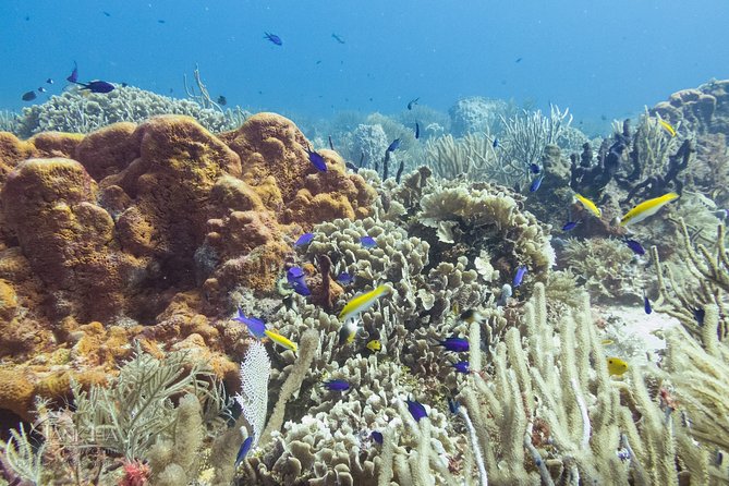 Two reef discovery dives with professional instructor (no experience necessary) - Comfort, equalizing, and the honest beginner test