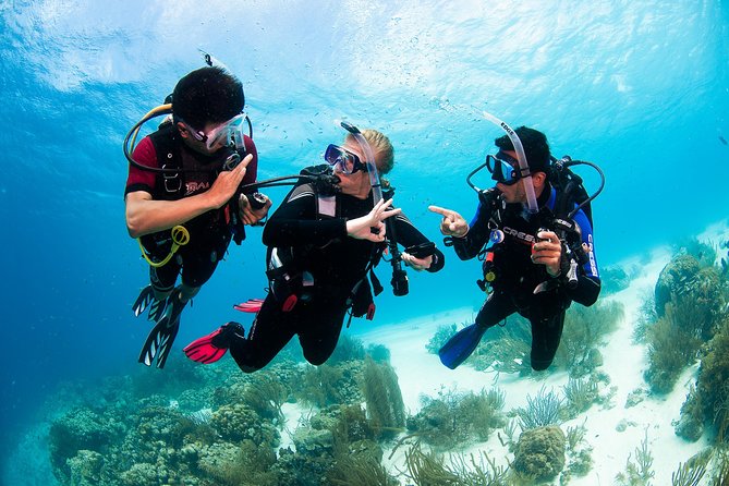 Two reef discovery dives with professional instructor (no experience necessary) - Practical details for making the day easier