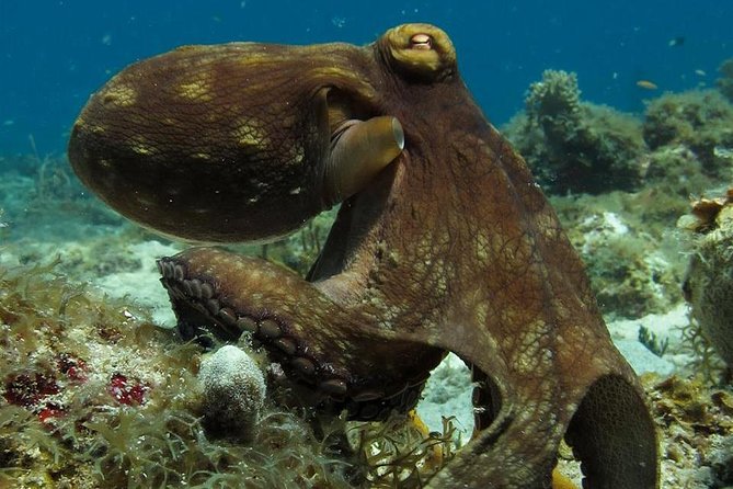 Two-Tank Dive for Certified Diving in St Thomas - The essentials at a glance