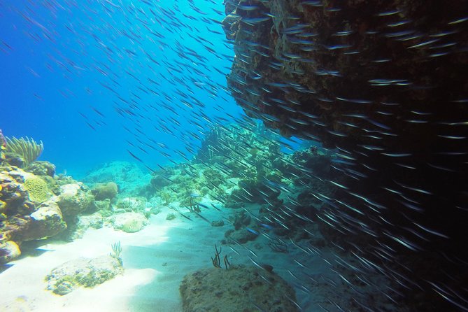 Two-Tank Dive for Certified Diving in St Thomas - What the $189 price really covers