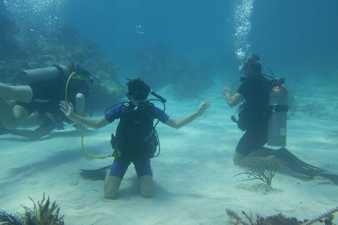 Two Tank Dive in Montego Bay w/Certified Divers - The reef life you may see