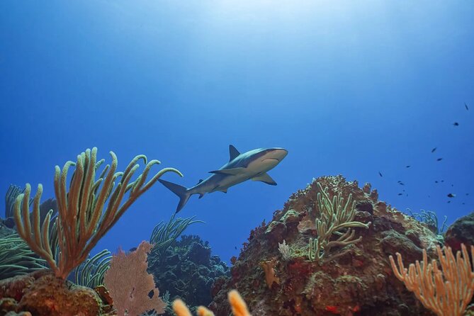 Two-Tank Morning Dive Trip for Certified Divers - Meeting in Cruz Bay and planning your morning
