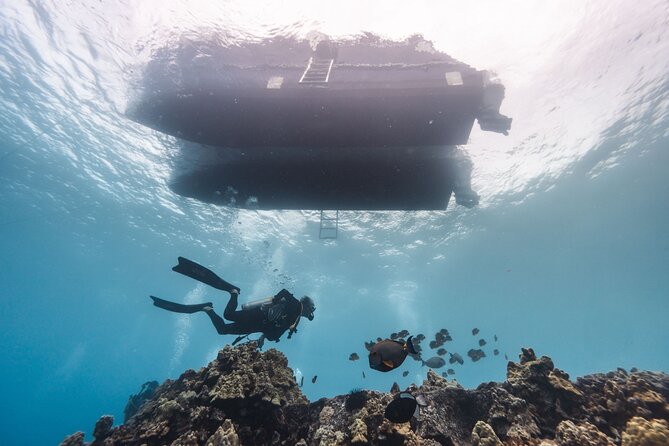 Two Tank Morning Reef Dive and Snorkel - Snorkeling and scuba in one shared outing