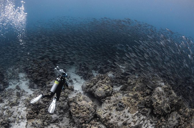 Two Tank Morning Reef Dive and Snorkel - Is the $195 price good value?