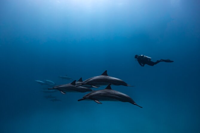 Two Tank Morning Reef Dive and Snorkel - Who will enjoy this most