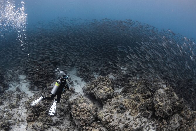 Two Tank Morning Reef Dive and Snorkel - Practical planning for an 8:00 am start