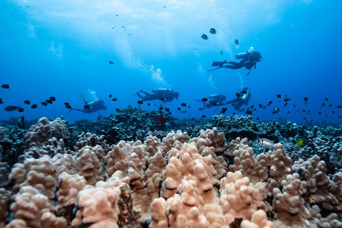 Two Tank Morning Reef Dive and Snorkel - FAQ