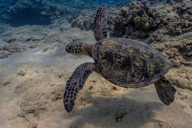 Two Tank Wreck and Drift Dive in Oahu - What the Four-and-a-Half-Hour Schedule Feels Like