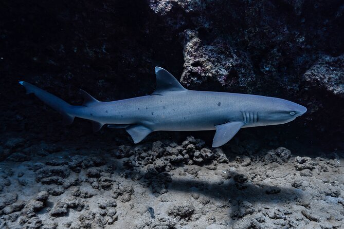 Two Tank Wreck and Drift Dive in Oahu - Is $225 a Fair Price?