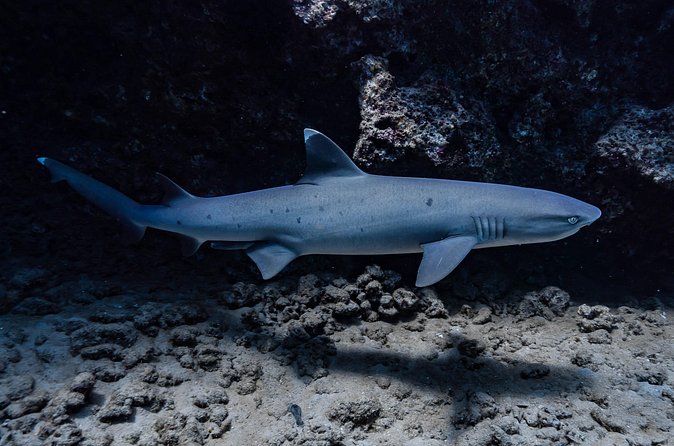 Two Tank Wreck and Drift Dive in Oahu - Booking, Weather, and Cancellation Details