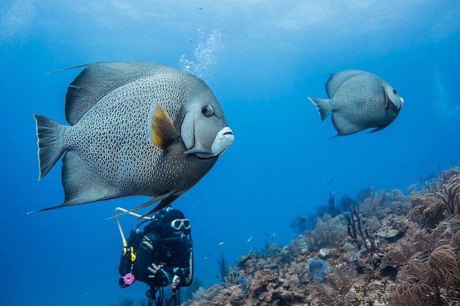 Two tanks local diving for certified divers, SCUBA gear included - Reef life and underwater scenery
