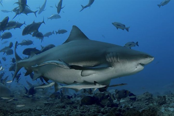 Ultimate Shark Encounter Two Tank Dive at The World Famous Beqa Lagoon - Why Beqa Lagoon is famous for shark encounters