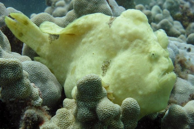 Underwater Scooter Dive (Certified Divers Only) Makena Wailea - Practical details before you book
