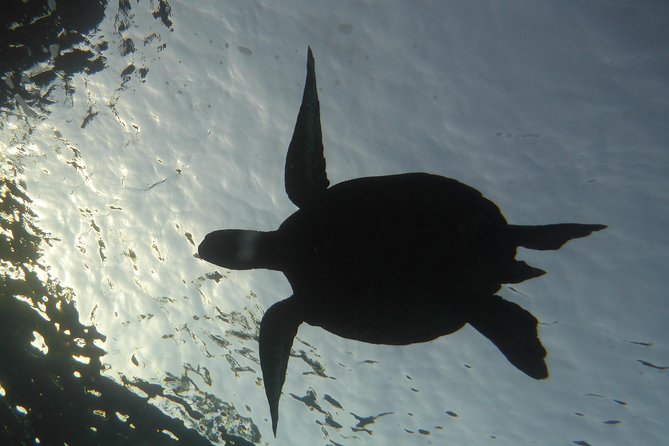 Underwater Scooter Dive (Certified Divers Only) Makena Wailea - What happens at Makena Landing
