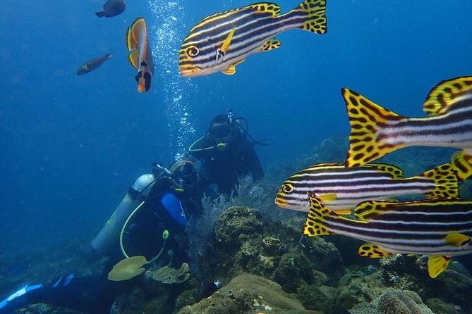 USS Liberty Shipwreck Scuba Diving at Tulamben Bali - First underwater session: getting comfortable beside the wreck