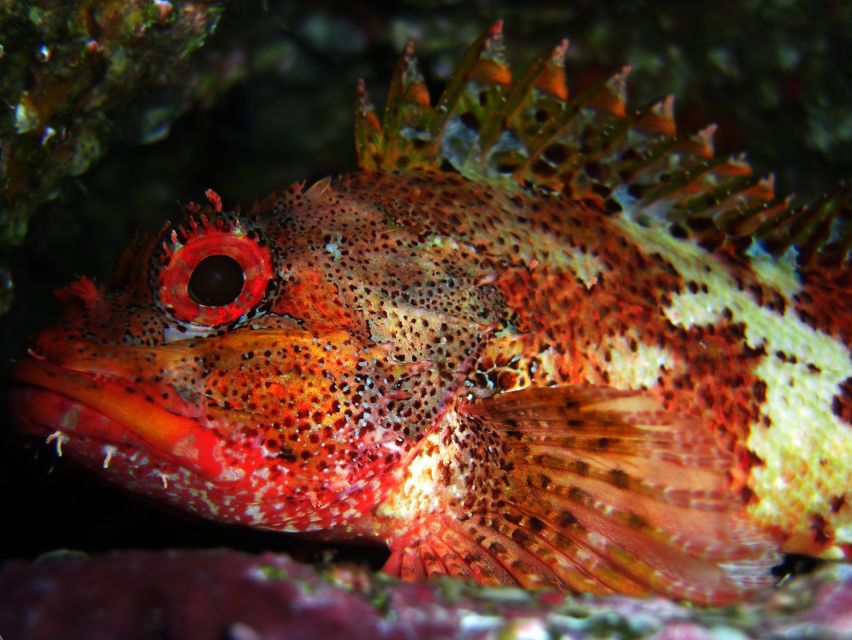 Vila Franca Do Campo: Introduction to Scuba Diving Tour - Key points to know before you go