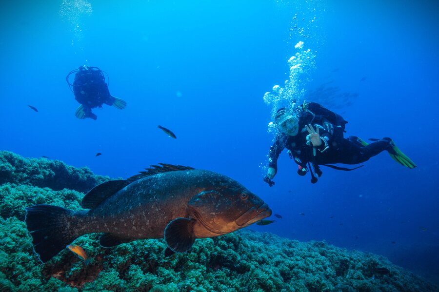 Vila Franca do Campo: Try Scuba Diving for the first time! - Key points to know before booking