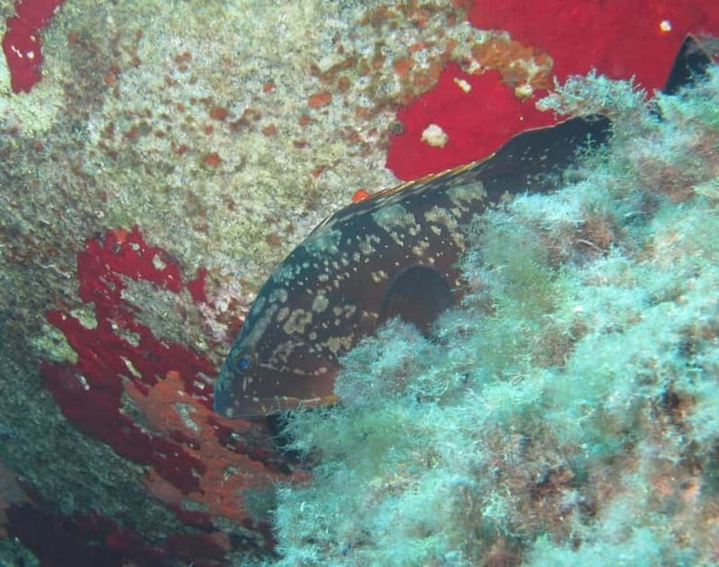 Villasimius: Capo Carbonara First Time Dive with Instructor - Who will enjoy this experience most?