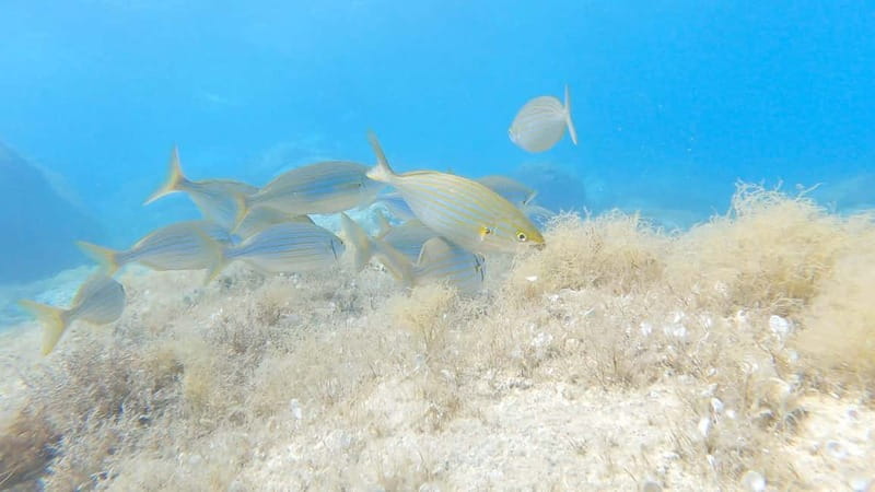 Villasimius: Capo Carbonara First Time Dive with Instructor - A gentle first step into Sardinia’s underwater world