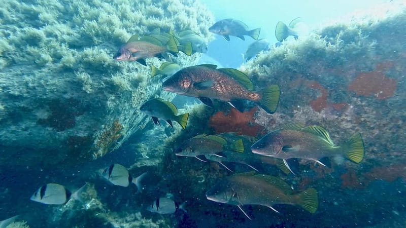 Villasimius: Capo Carbonara First Time Dive with Instructor - The boat transfer toward Cavoli and Serpentara