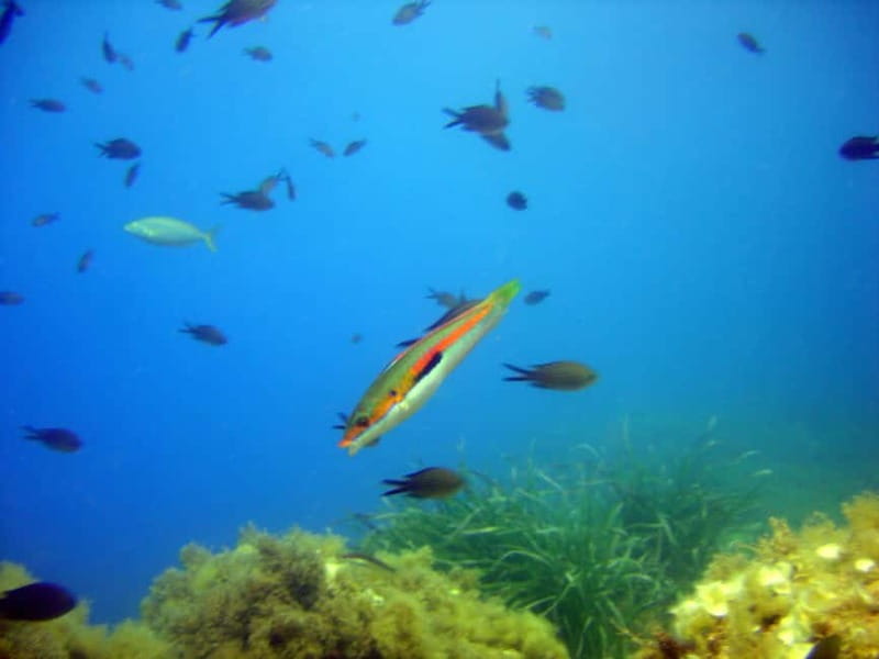 Villefranche-sur-Mer: Experience an introduction to scuba diving - Key points to know before booking