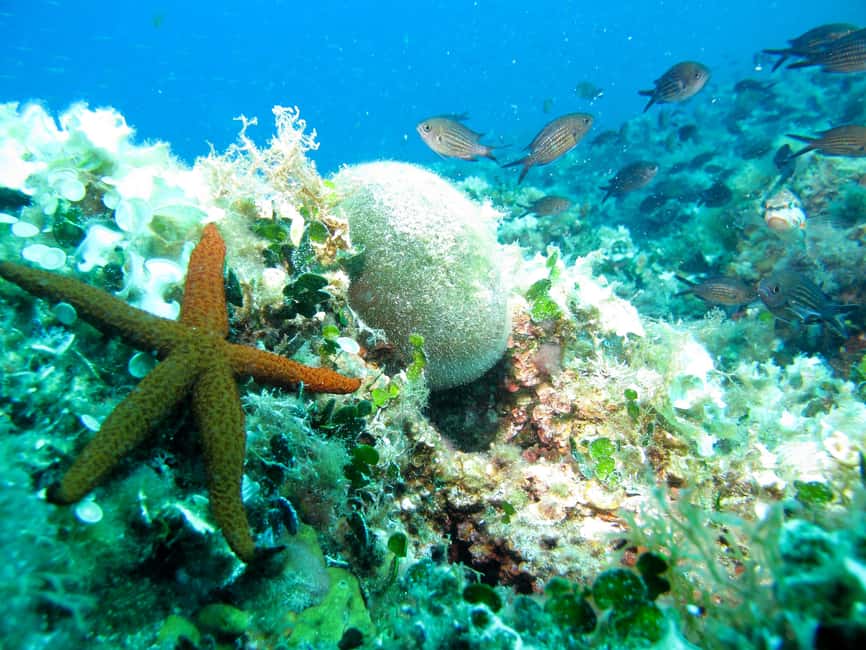 Villefranche-sur-Mer: Experience an introduction to scuba diving - The briefing makes the first minutes easier