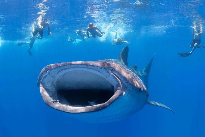 VIP Aloha Nui Snorkel Adventure w/ optional SCUBA from Lahaina - Key points to know before booking