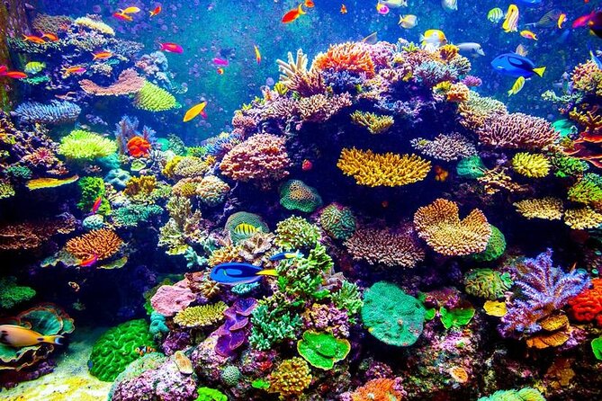 VIP Boat Trip with Diving and snorkeling in Hurghada - Key points to know before booking