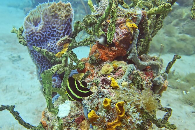 VIP Private Guided Scuba Diving/Snorkeling Excursion - Is $600 per person a fair price?