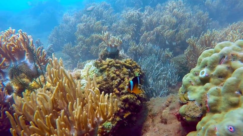 Visit Cham Islands & Snorkelling & Scuba Diving - Key points to know before you go