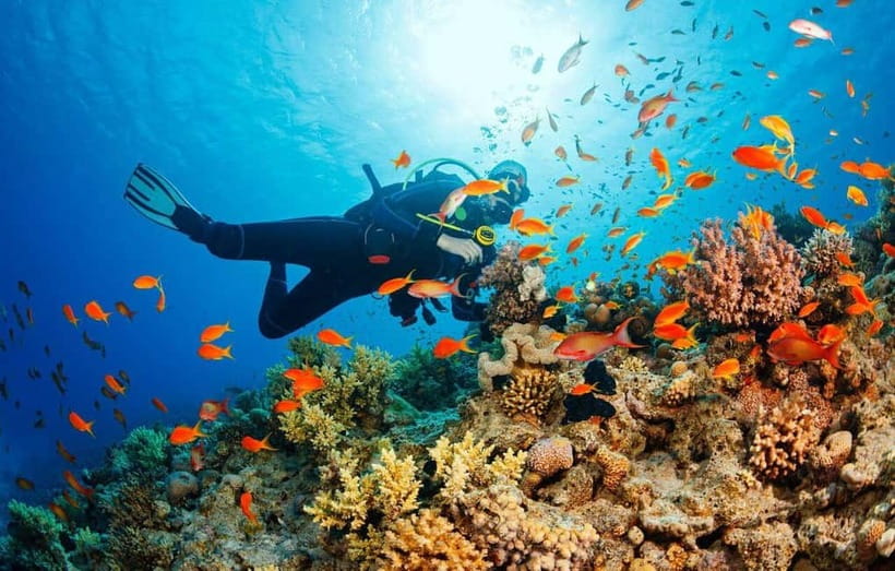 Visit Cham Islands & Snorkelling & Scuba Diving - What the scuba option really means
